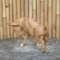 morepic-6